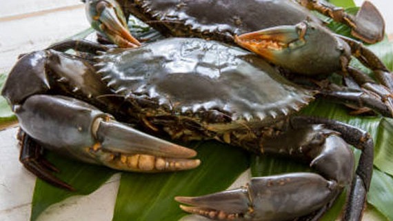 astroaquaculture
